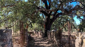 A stone pathway leading through a rustic gate, surrounded by trees and stone walls. - Holiday Home Casa L (Sao Bras de Alportel)