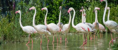 A group of flamingos standing in shallow water with greenery in the background.