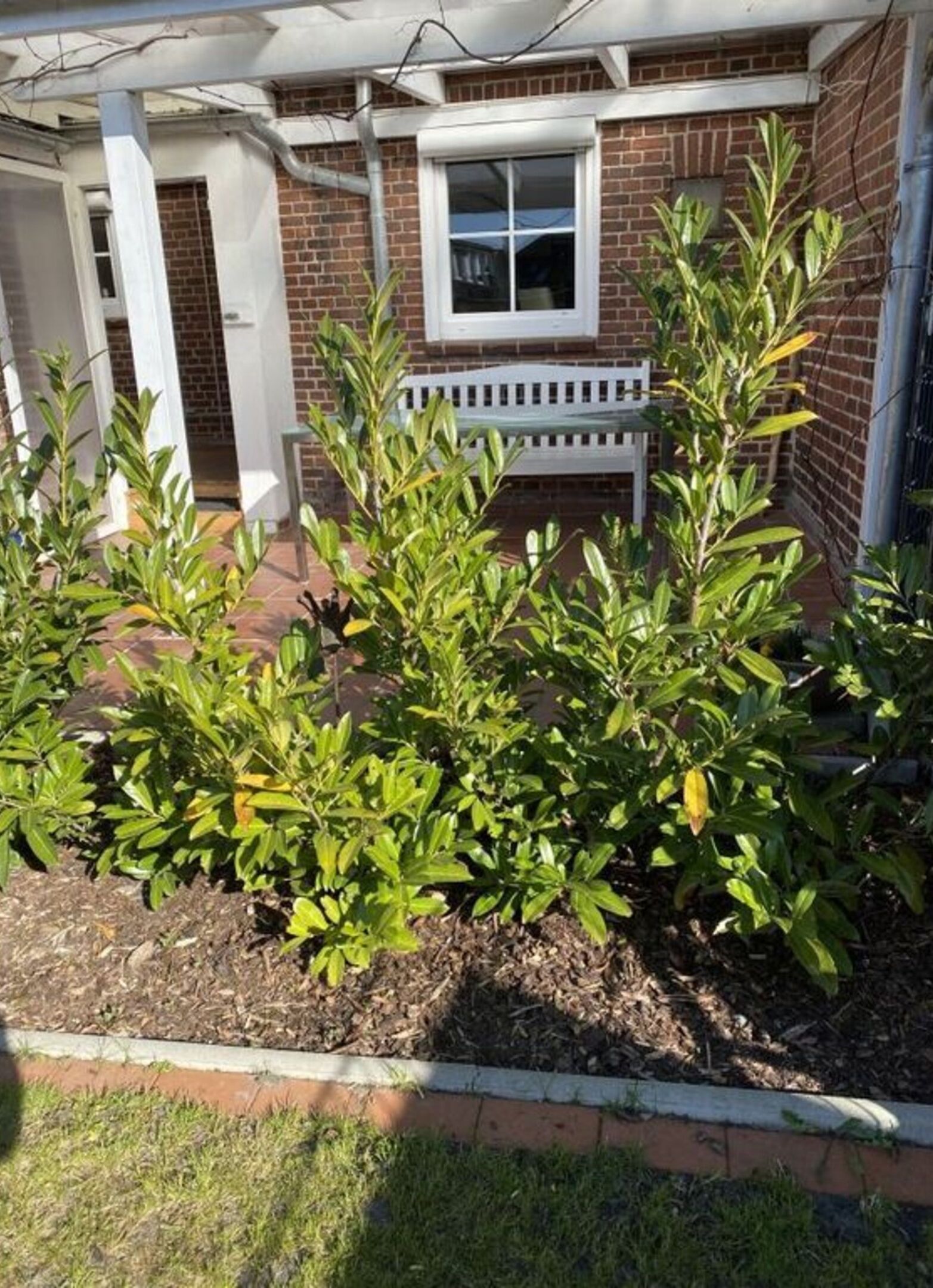 A brick house with a white window, a white bench, and green shrubs in the front yard.