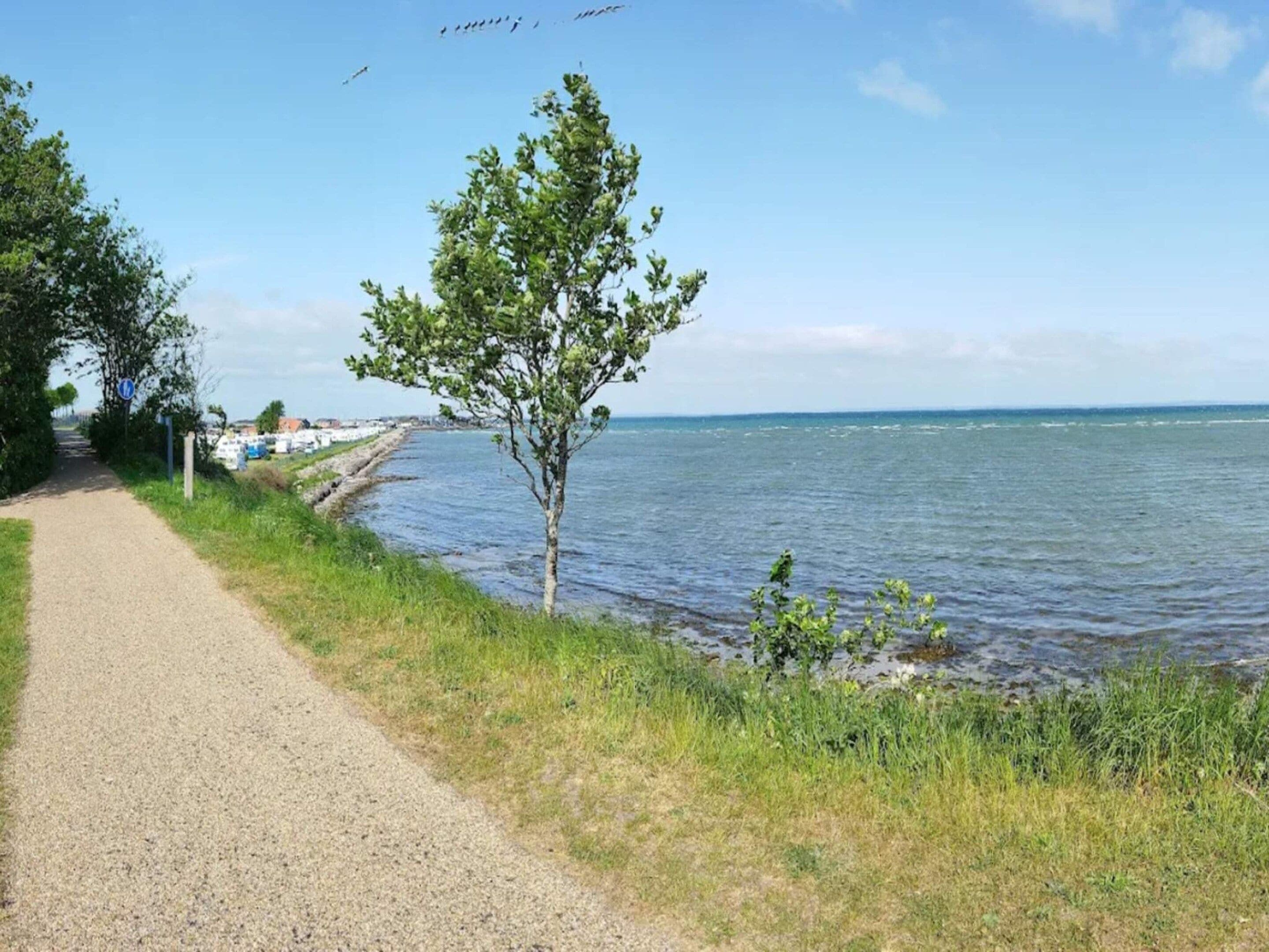 A gravel path beside a body of water with a tree, a clear sky, and a distant shoreline with buildings.