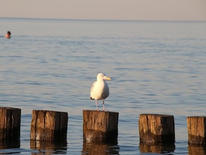 A seagull standing on a wooden post in a body of water. - Ferienwohnung auf der Insel Poel Nahe Strand (Insel Poel)