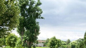 Une terrasse en bois offrant une vue sur un paysage verdoyant et des arbres.