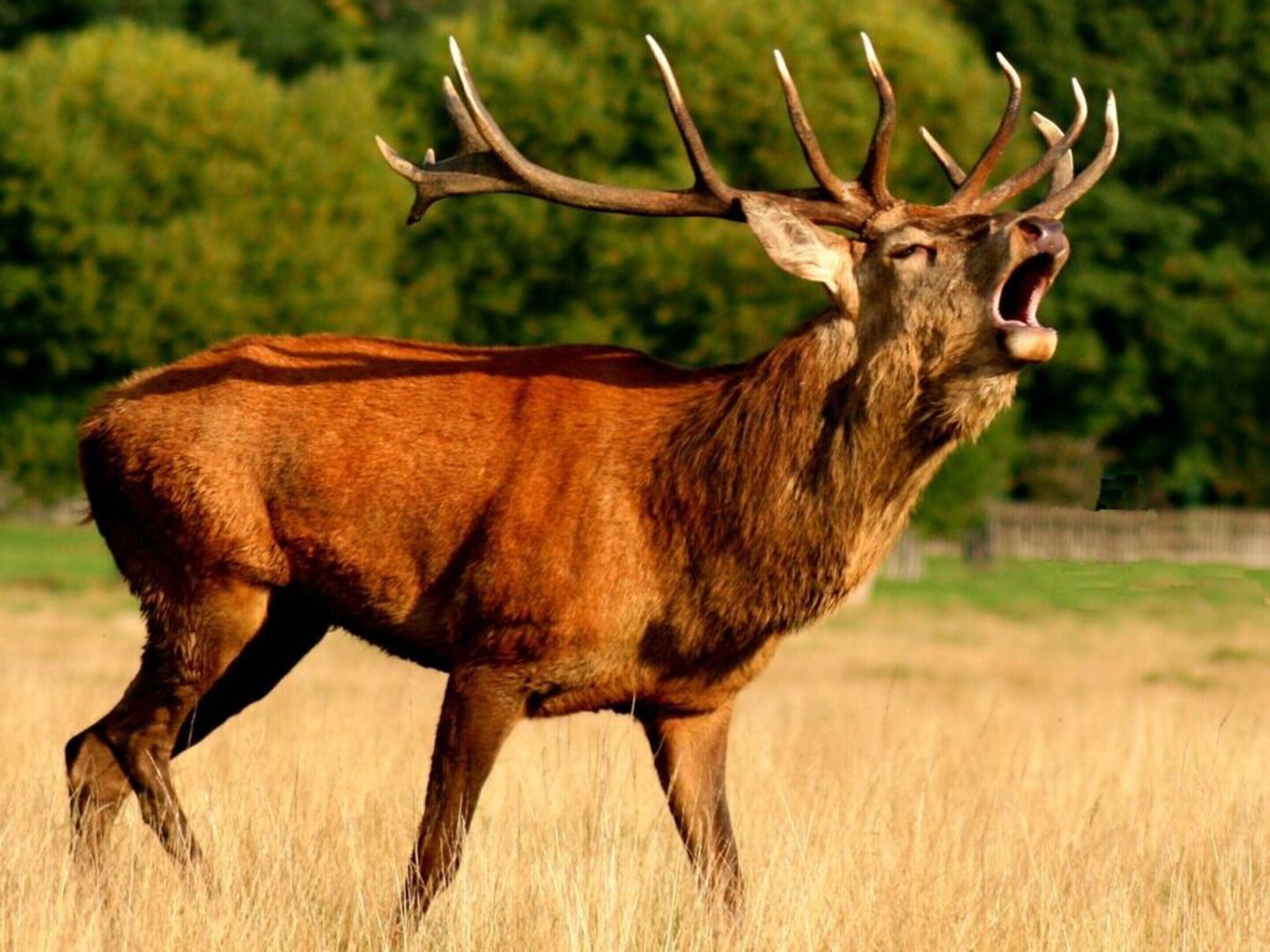 A stag in a field with trees in the background.
