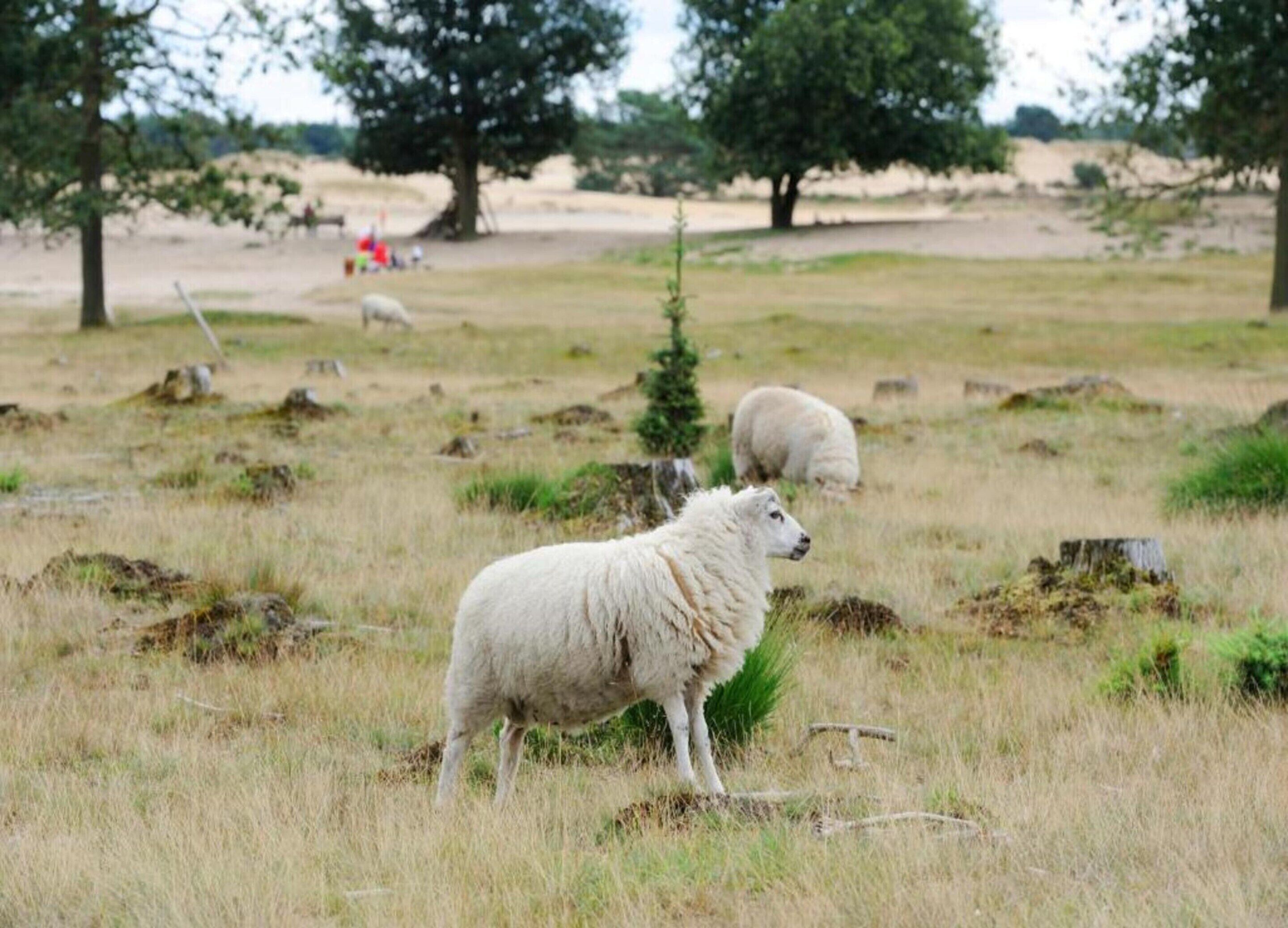 A grassy field with two white sheep and a few trees in the background.