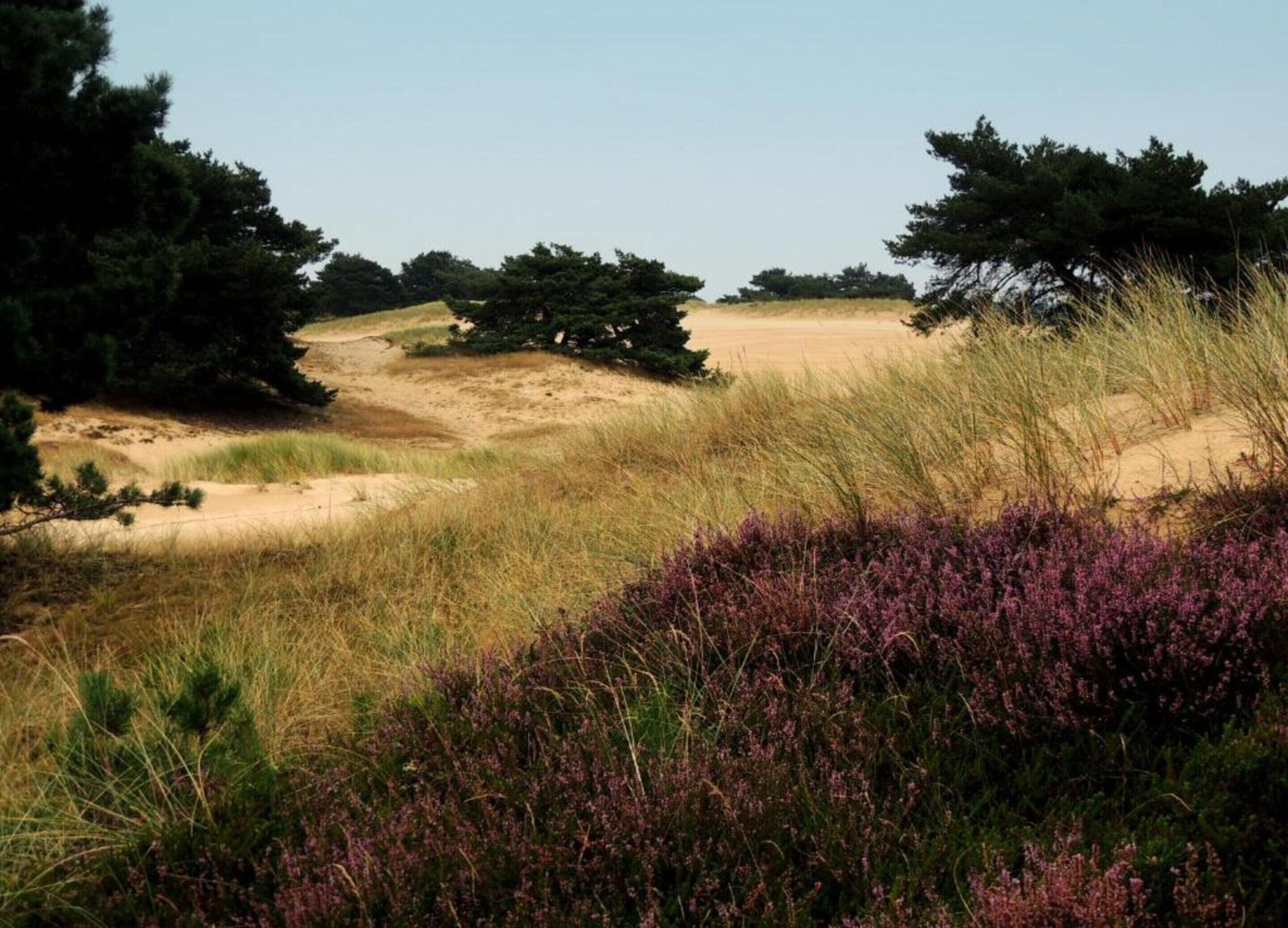 A natural landscape with sand dunes, sparse vegetation, and a few trees.