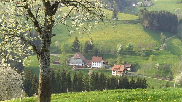 Ländliche Landschaft mit einem großen Baum im Vordergrund, einem Bauernhaus und sanft ansteigenden grünen Hügeln im Hintergrund.