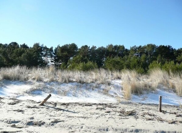 Een zandstrand met hoge grassen en een boomrij in de verte.