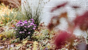A garden with purple flowers and tall grasses near a white brick wall. - Granetal.quartier-apartment Harzidylle (Goslar)