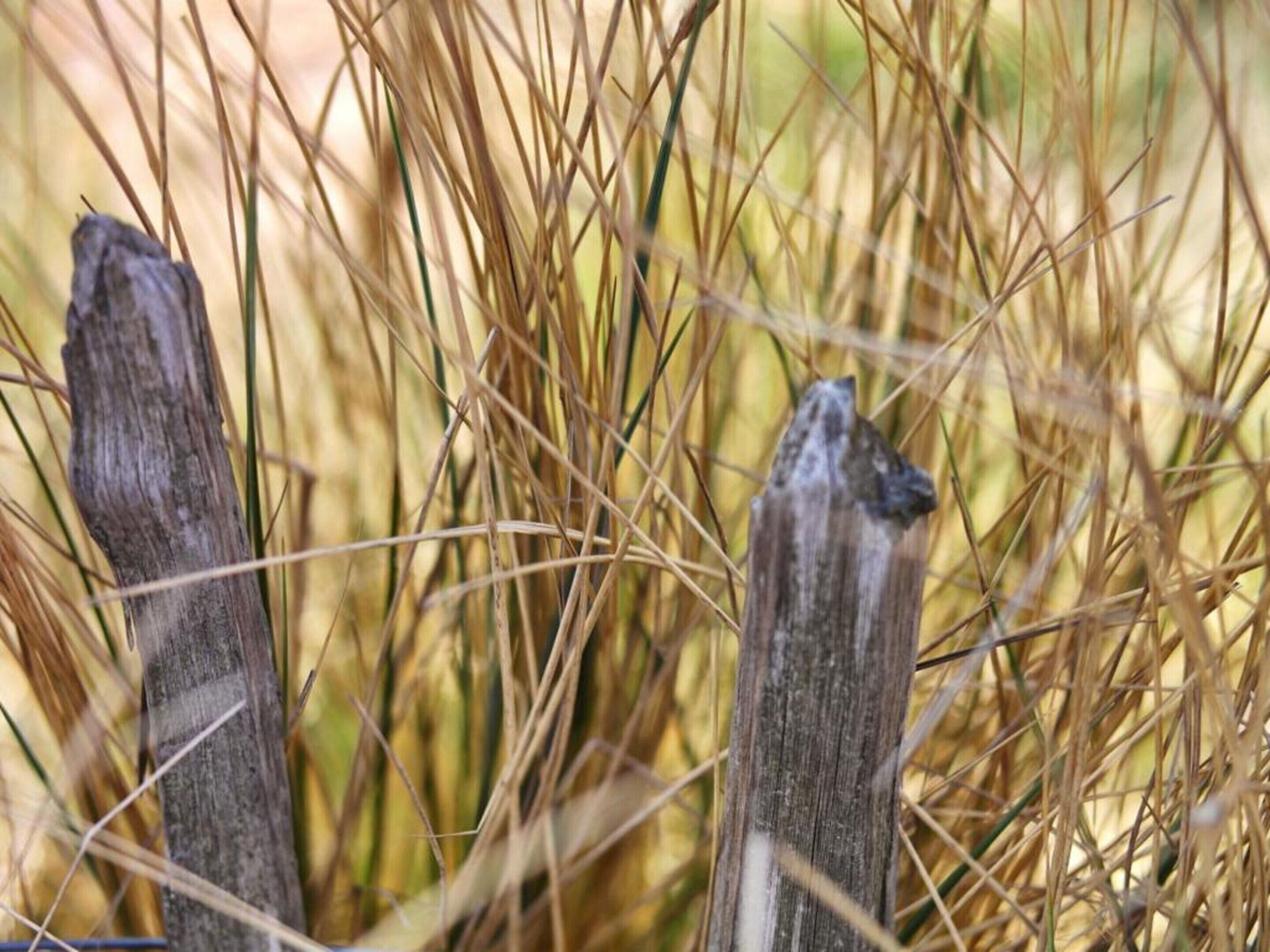 A close-up of a wooden fence partially obscured by tall, dry grass.