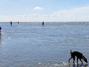 A beach with people and a dog in the water. - Kustkieker Modern Retreat (St. Peter-Ording)