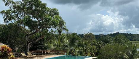 A swimming pool with a wooden deck and lounge chairs, surrounded by lush greenery and a large tree.