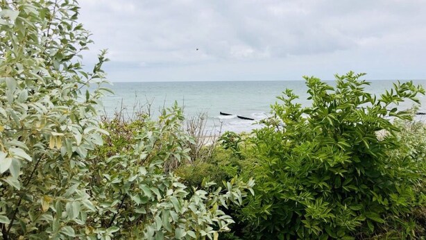 Une vue côtière, avec une végétation luxuriante au premier plan et une mer calme à l’arrière-plan.