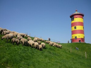 A lighthouse on a grassy hill with a flock of sheep. - See.eck Timmel Modern Retreat (Grosefehn)