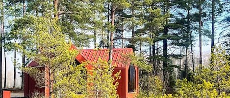A red cabin surrounded by tall pine trees.