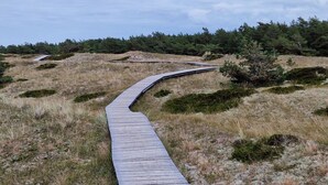 A wooden boardwalk curving through a natural landscape with sparse vegetation and a forest in the background. - Beach & Good Comfortable Holiday Residence (Zingst)