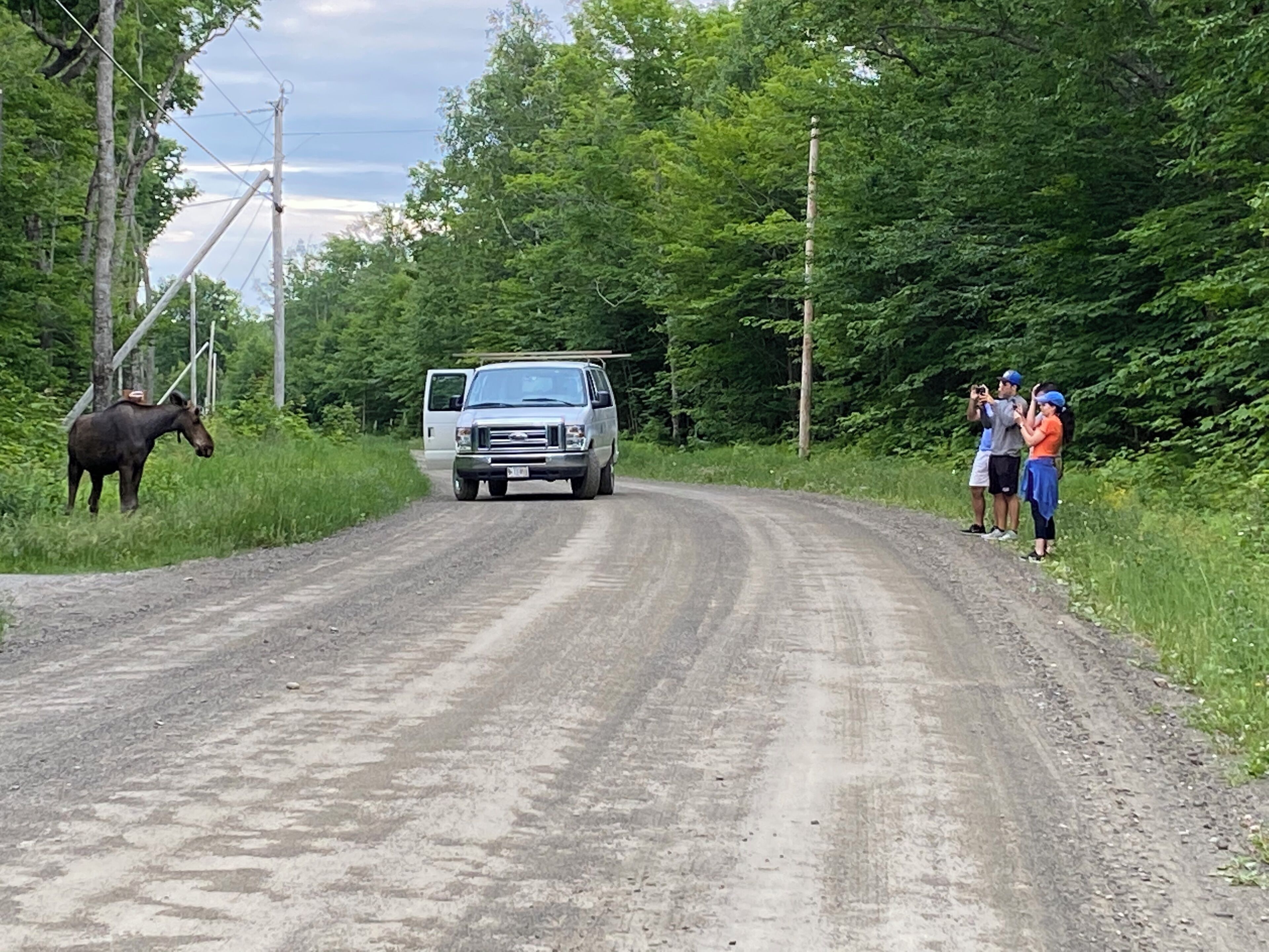 A dirt road with a white van and a moose.
