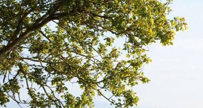 Pfander Comfortable Holiday Residence