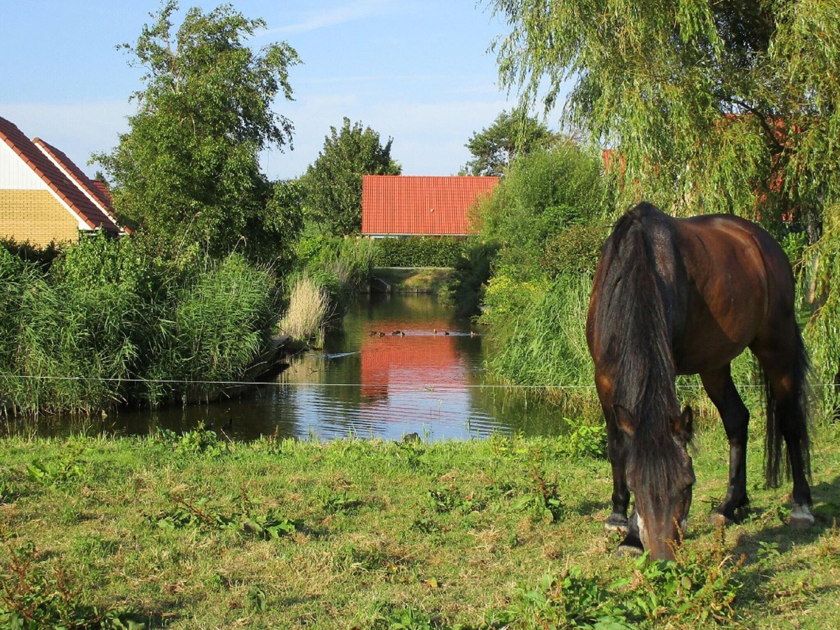 Un caballo pastando cerca de un cuerpo de agua con un puente al fondo.