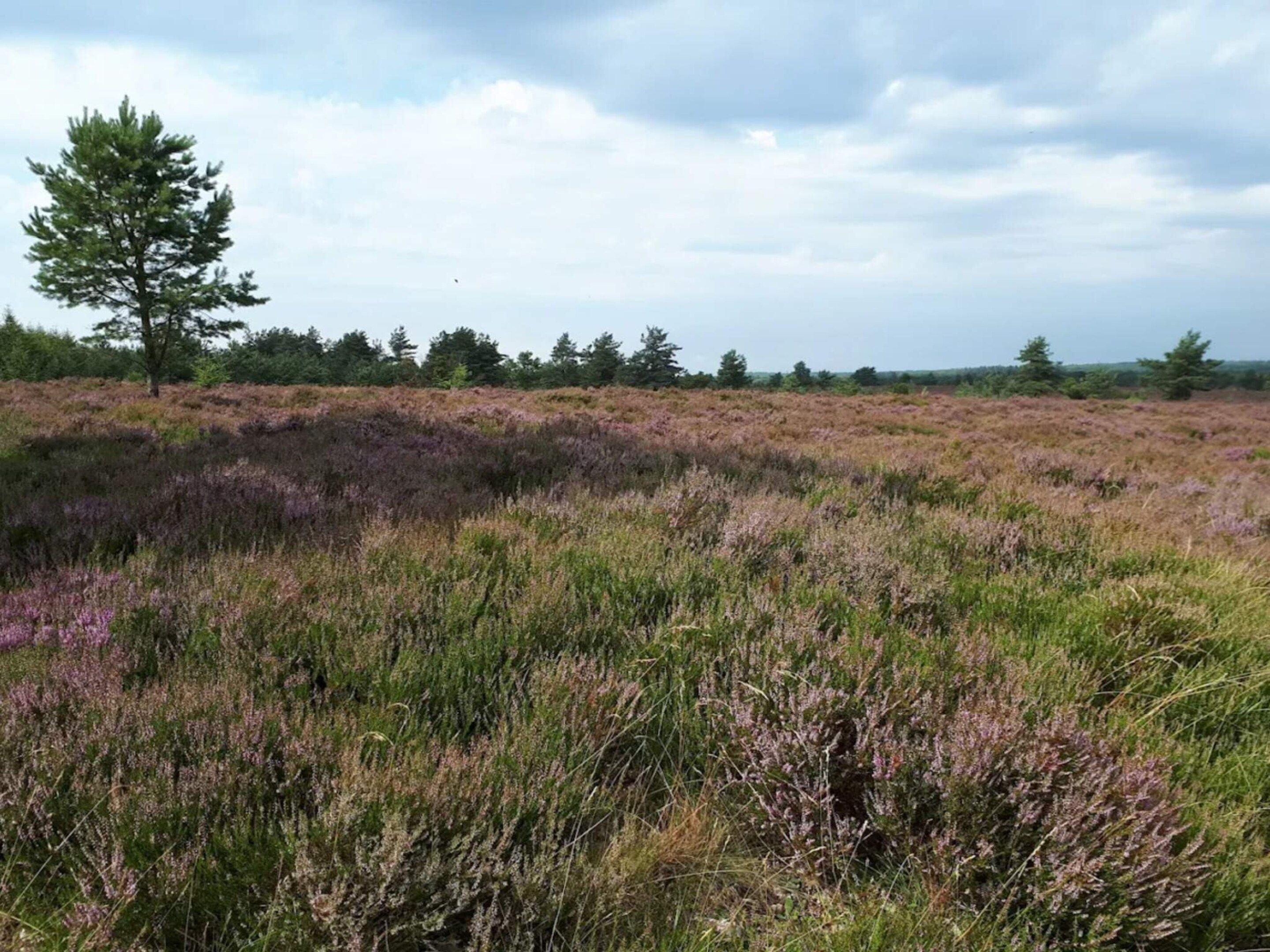 A natural landscape with a variety of vegetation, including a prominent tree and a field of heather.