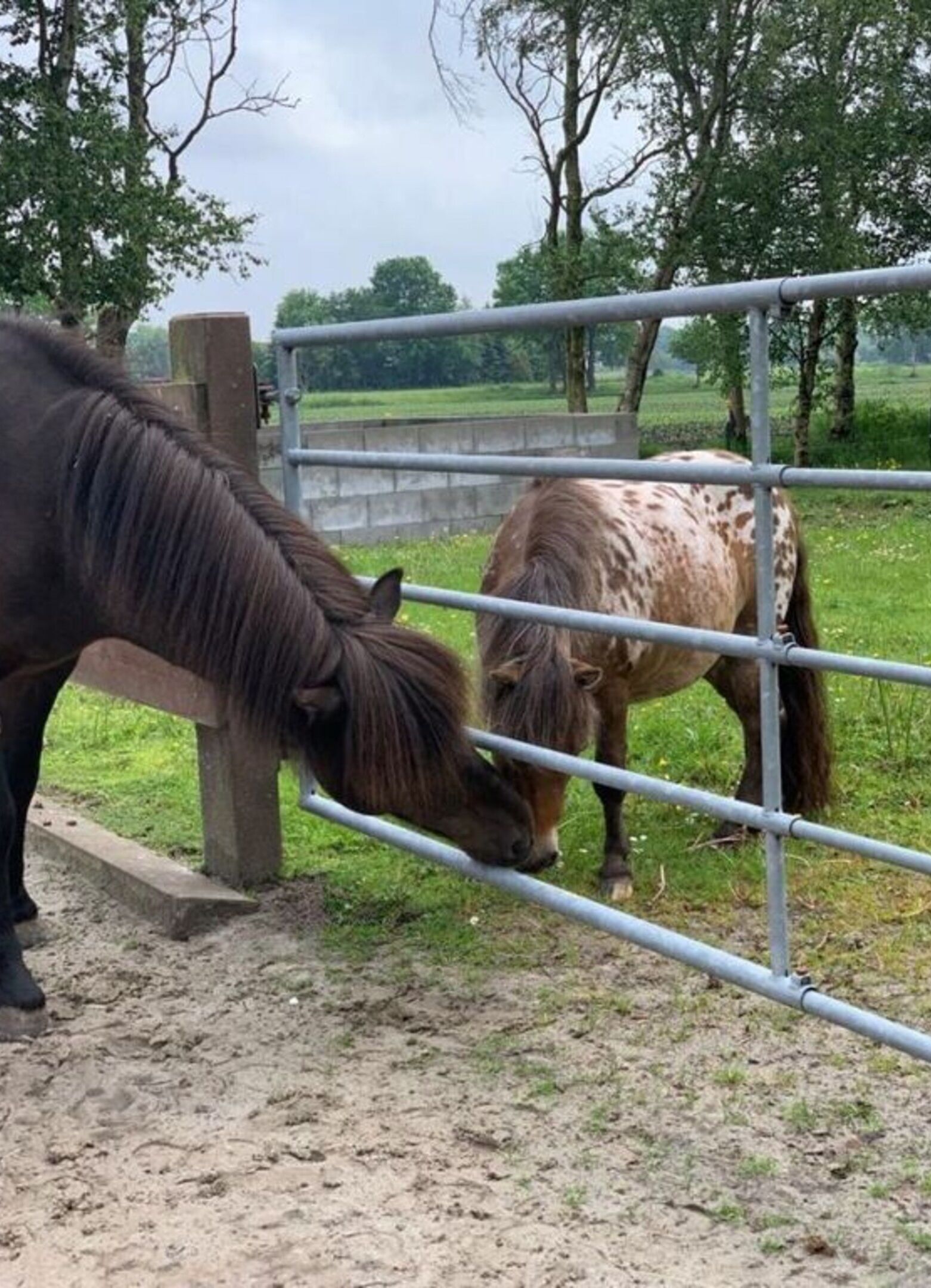 Two horses near a metal fence in an outdoor area with trees and grass.