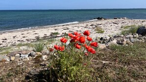 A beach with red flowers in the foreground, a sandy shore, and calm water. - 5 Star Holiday Home in Otterup (Otterup)