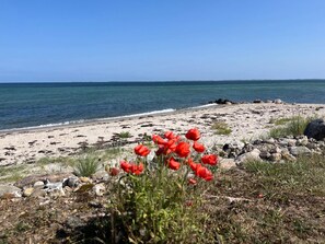 Une plage avec des fleurs rouges au premier plan, un rivage sablonneux et une eau calme.