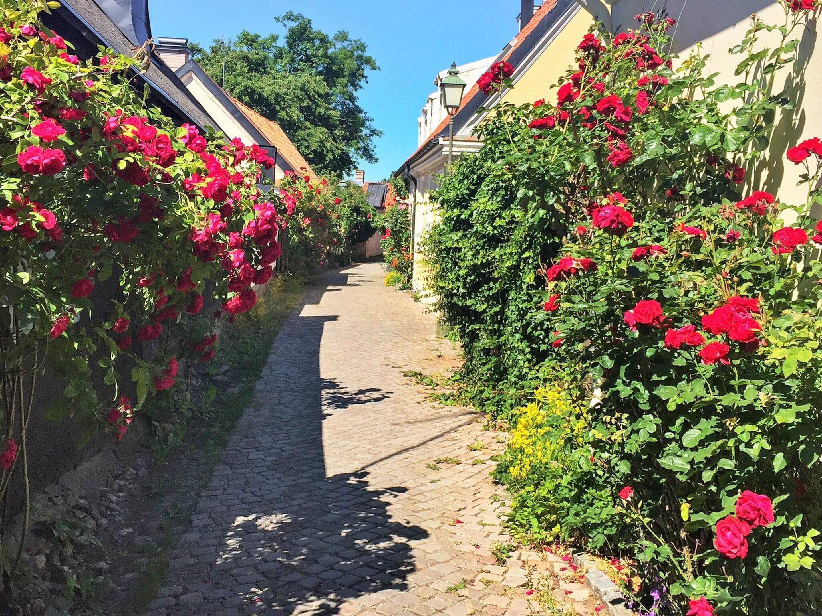 A cobblestone path flanked by lush rose bushes and buildings with traditional architecture.