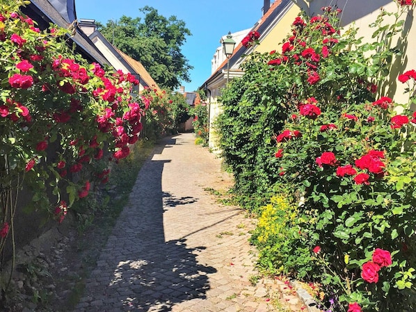 A cobblestone path flanked by lush rose bushes and buildings with traditional architecture. - 4 Star Holiday Home in Visby (Visby)
