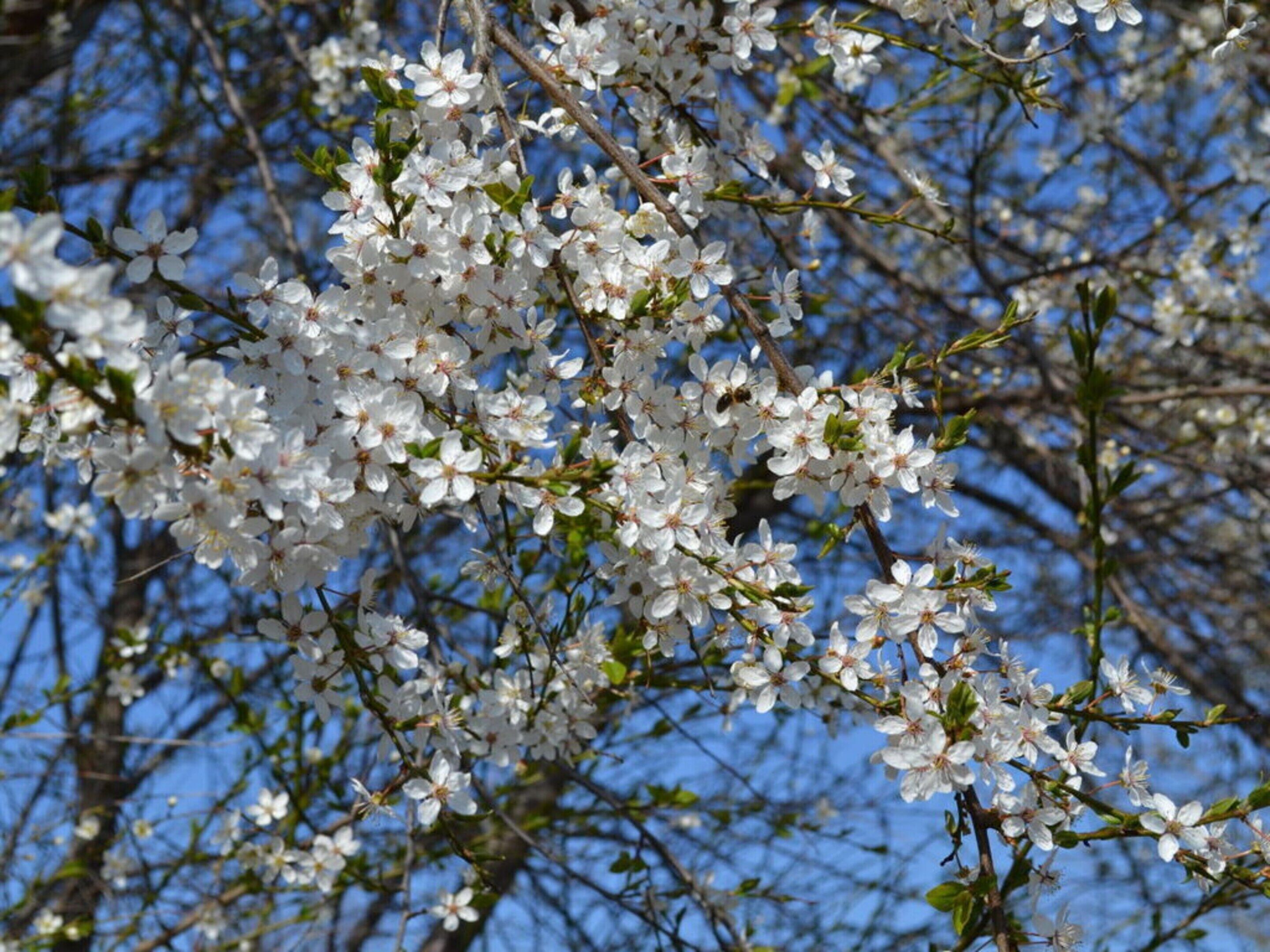 A tree with white blossoms against a clear blue sky.