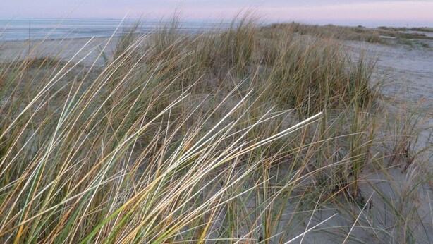A beach with tall grasses and a calm sea in the background. - Holiday Home Manders (Wangerland)