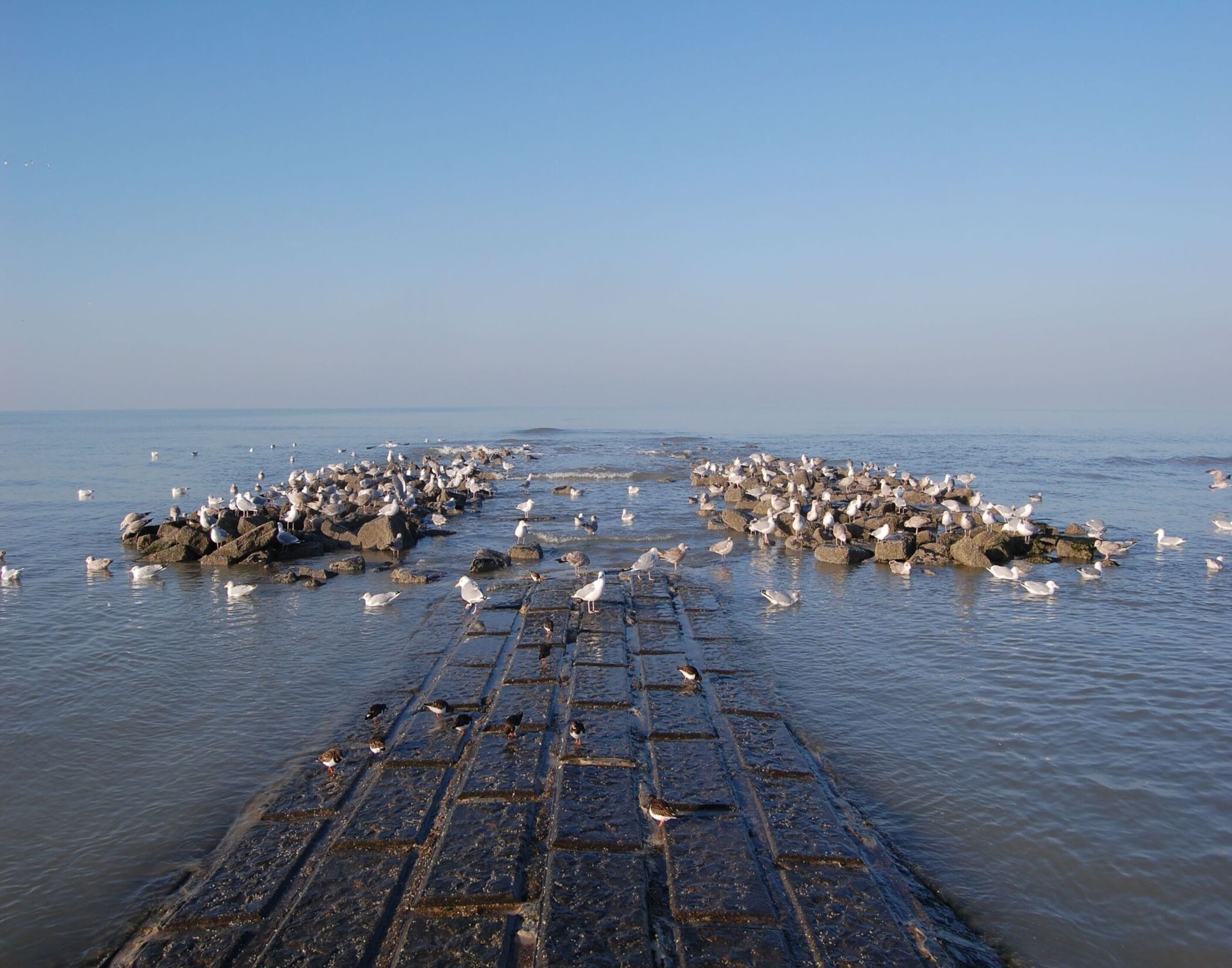 Un muelle de piedra se adentra en aguas tranquilas, con gaviotas reunidas sobre las rocas y el muelle.
