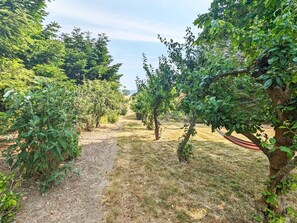 Un vigneto con filari di viti e un sentiero sterrato.
