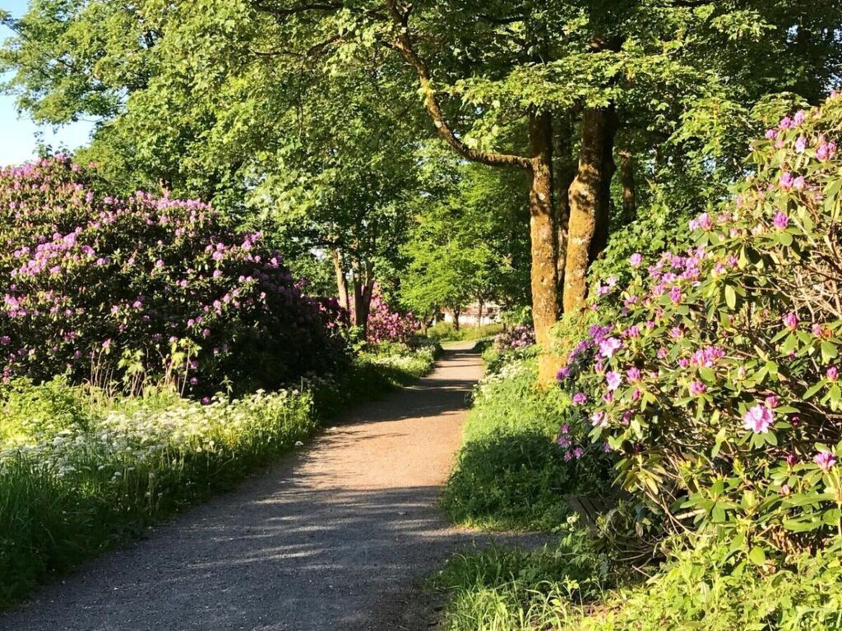 A paved pathway flanked by lush greenery and flowering bushes.