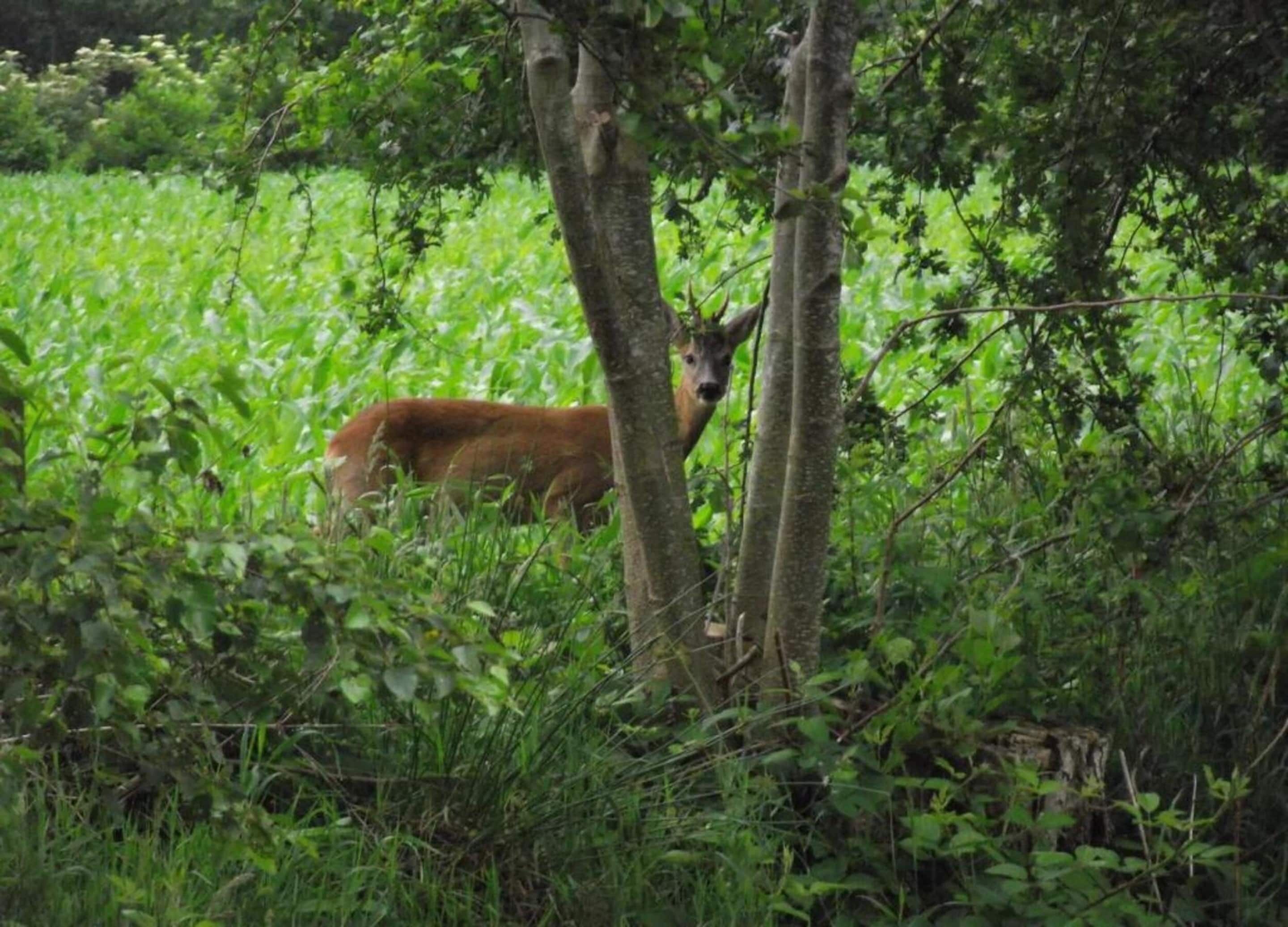 A deer in a lush green forest with dense foliage and trees.