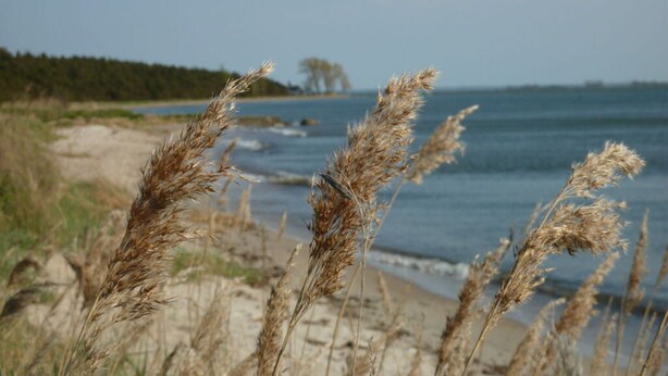 A beach with sand dunes and tall grasses in the foreground, with a body of water and a forested area in the background. - Holiday Home \"baltic Sea Dream\" (Garz/Rügen)