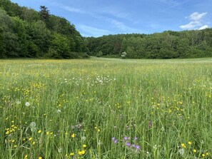 A field of wildflowers with a forest in the background. - Guest House An der Truse (Brotterode-Trusetal)