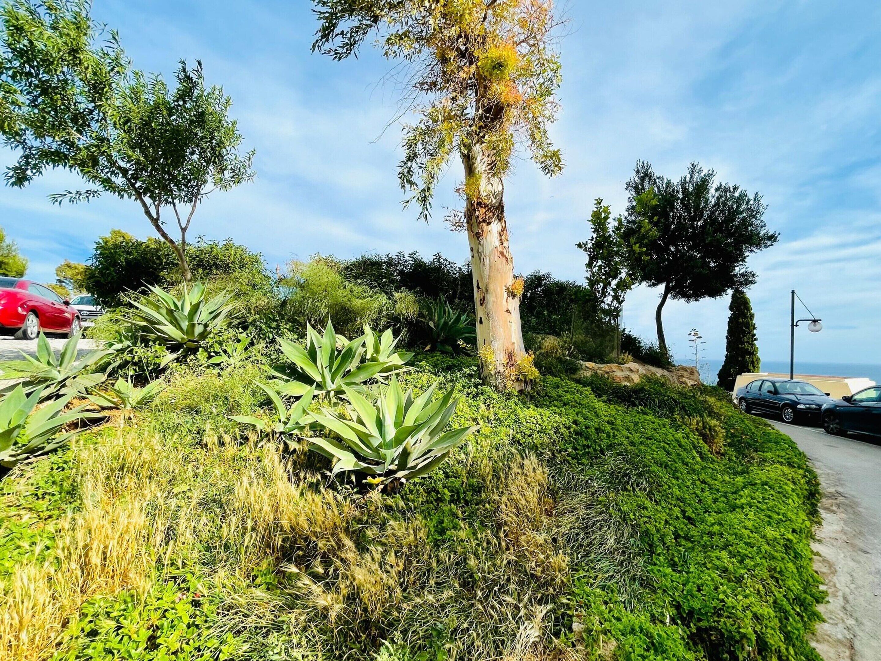 A landscaped area with various plants and trees, a curved road, and parked cars.