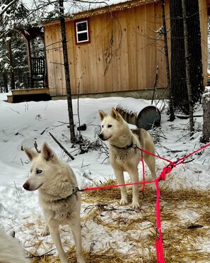 Terrain de l’hébergement 