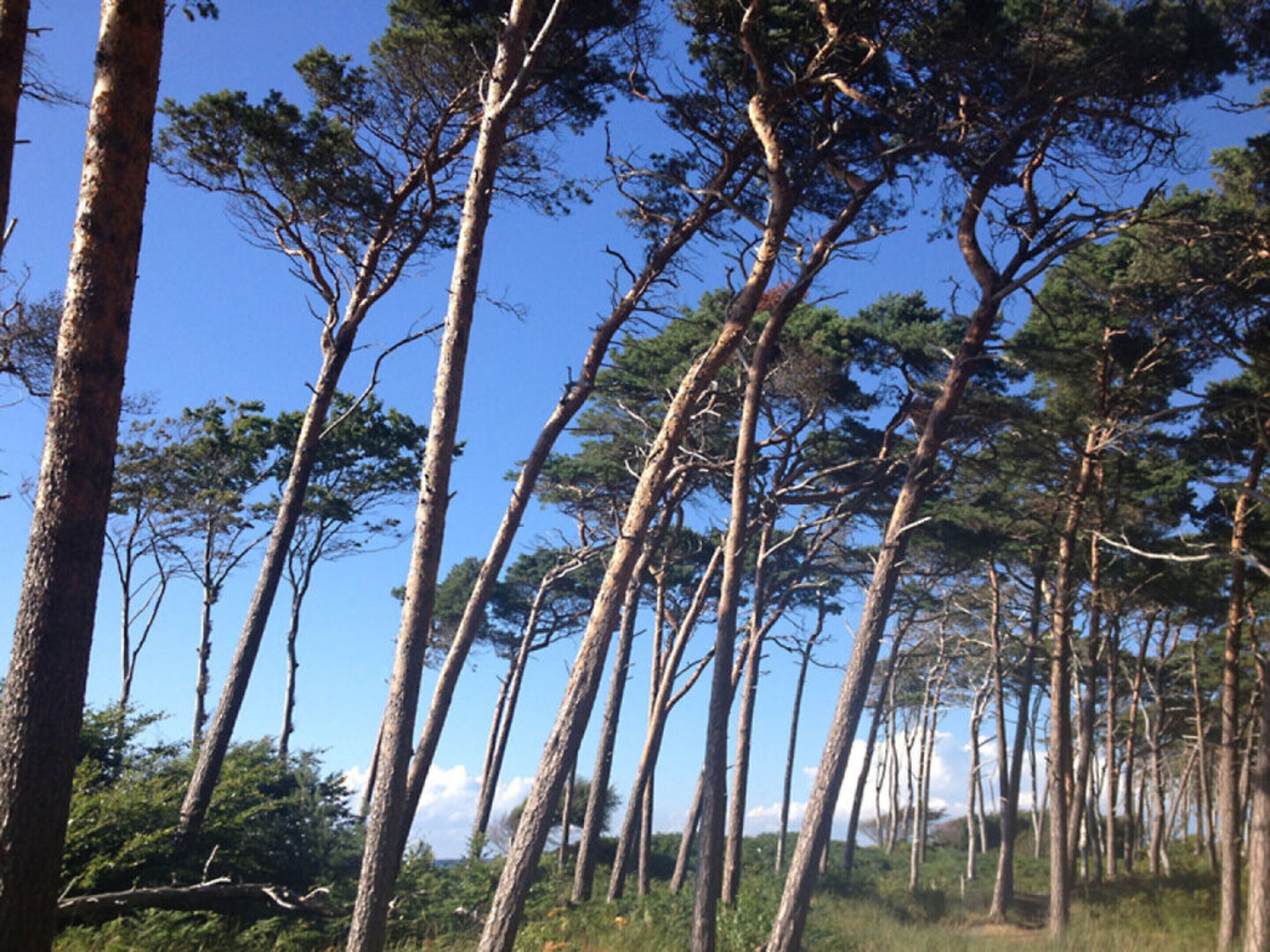 A forest of tall, slender trees with a clear blue sky above.