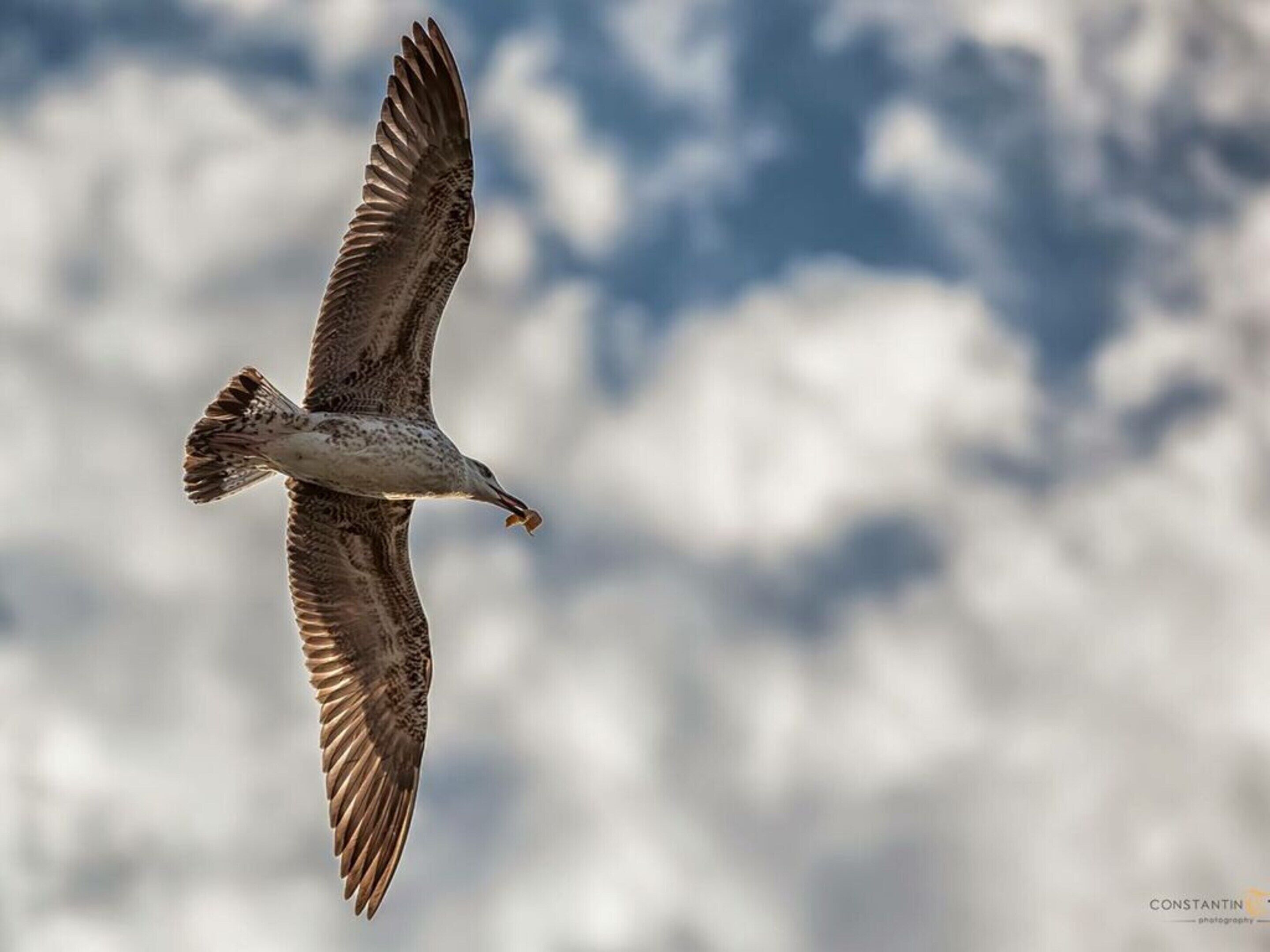 Um pássaro voando contra um céu nublado.