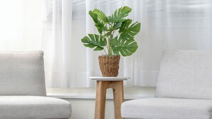 Ein Zimmer mit einem großen Fenster, einer Kübelpflanze mit Ficus Mambappen und zwei grauen Sofas.