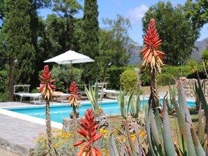 Un espace piscine agrémenté d’un parasol blanc, entouré de cactus et d’autres plantes du désert.