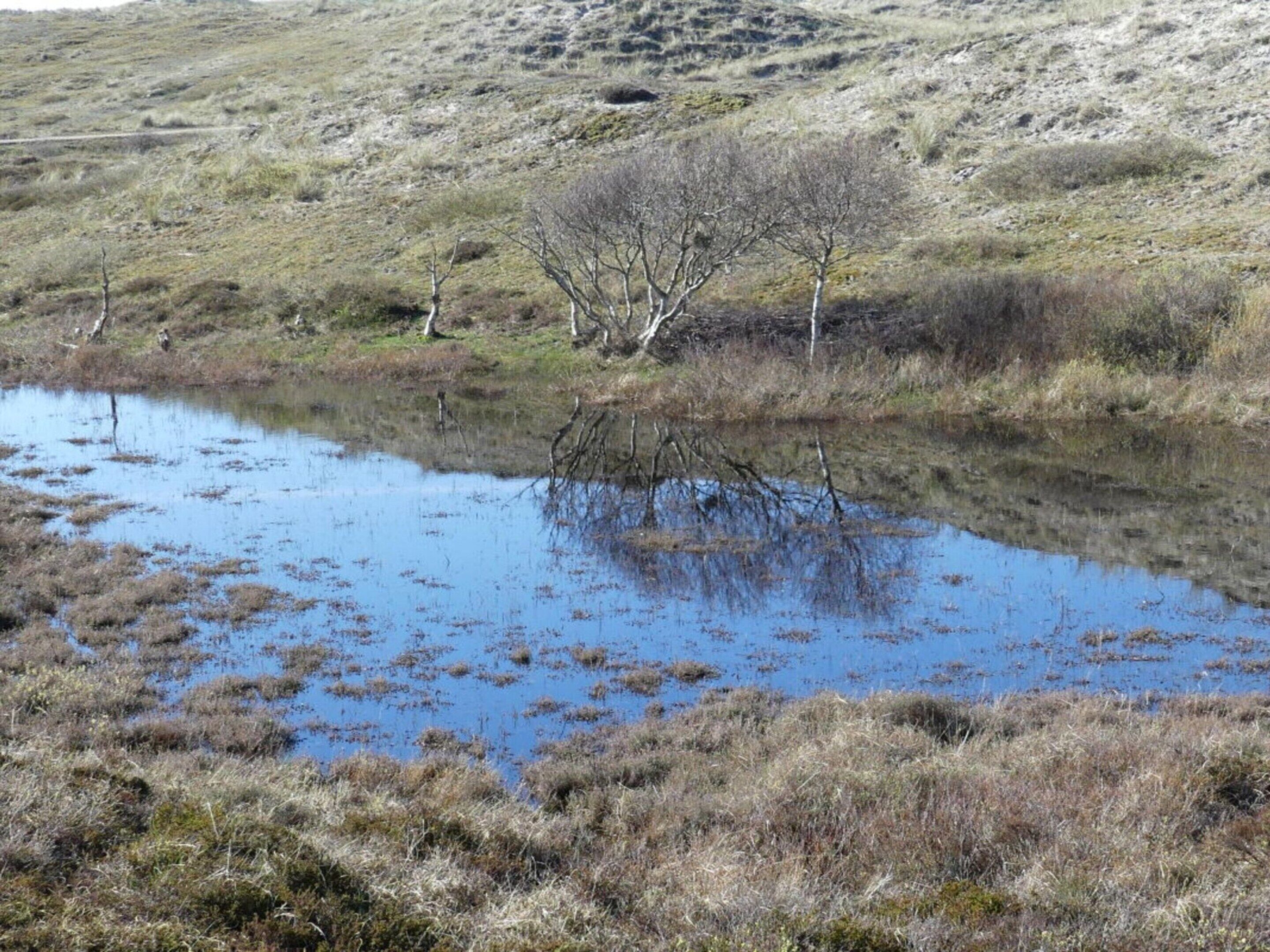 A natural landscape with a body of water, dry grass, and a few trees.