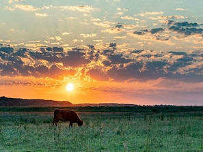 A sunset over a grassy field with a cow grazing. - My Baltic Sea Place House by the sea 9 (Niesgrau)
