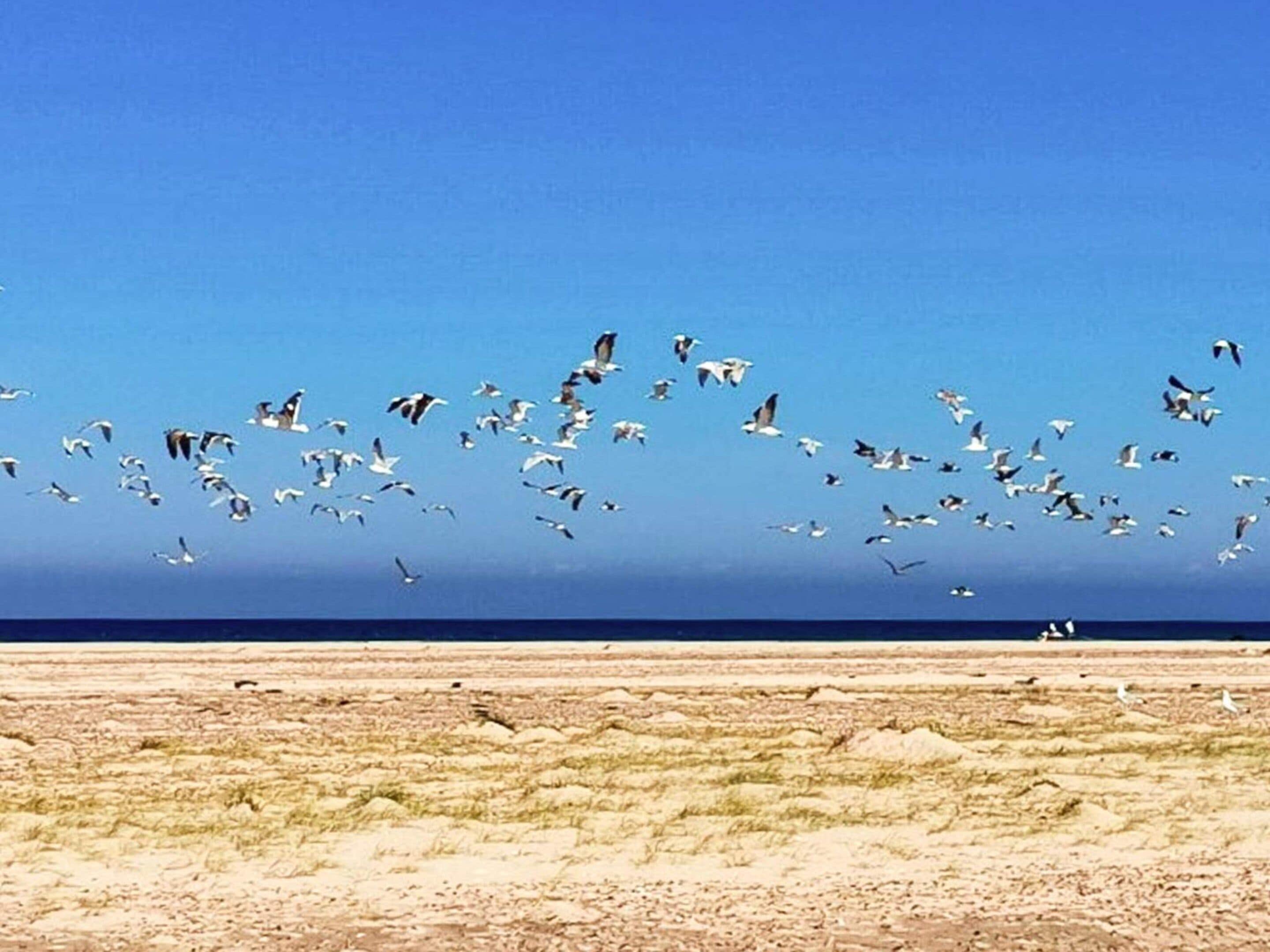 Um grupo de pássaros voando sobre uma paisagem plana e desolada sob um céu limpo.