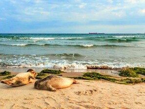 Ein Strand mit zwei Robben, die im Sand liegen, Wellen im Hintergrund und einem Schiff am Horizont.