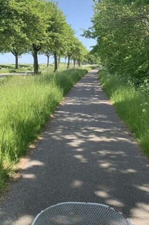 A paved pathway flanked by tall trees and lush greenery. - Island Nest Modern Retreat (Fehmarn)