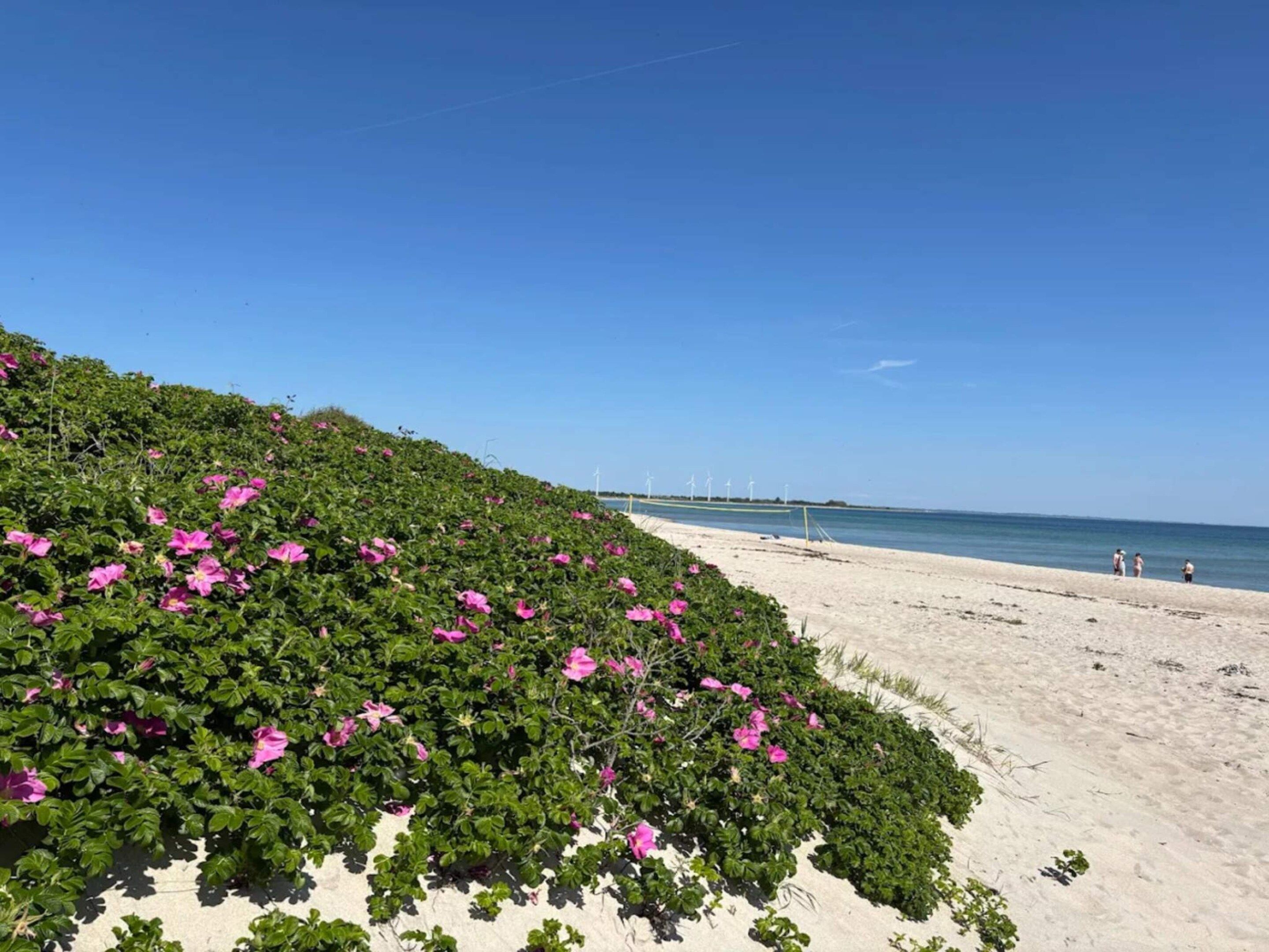 Una playa con flores rosadas y aerogeneradores a lo lejos.