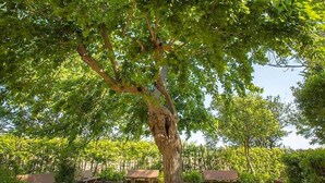 A large tree with a thick trunk and dense green foliage in a park setting with benches and gravel paths. - Apartment in Bolgheri Near Tuscan Beaches (Castagneto Carducci)