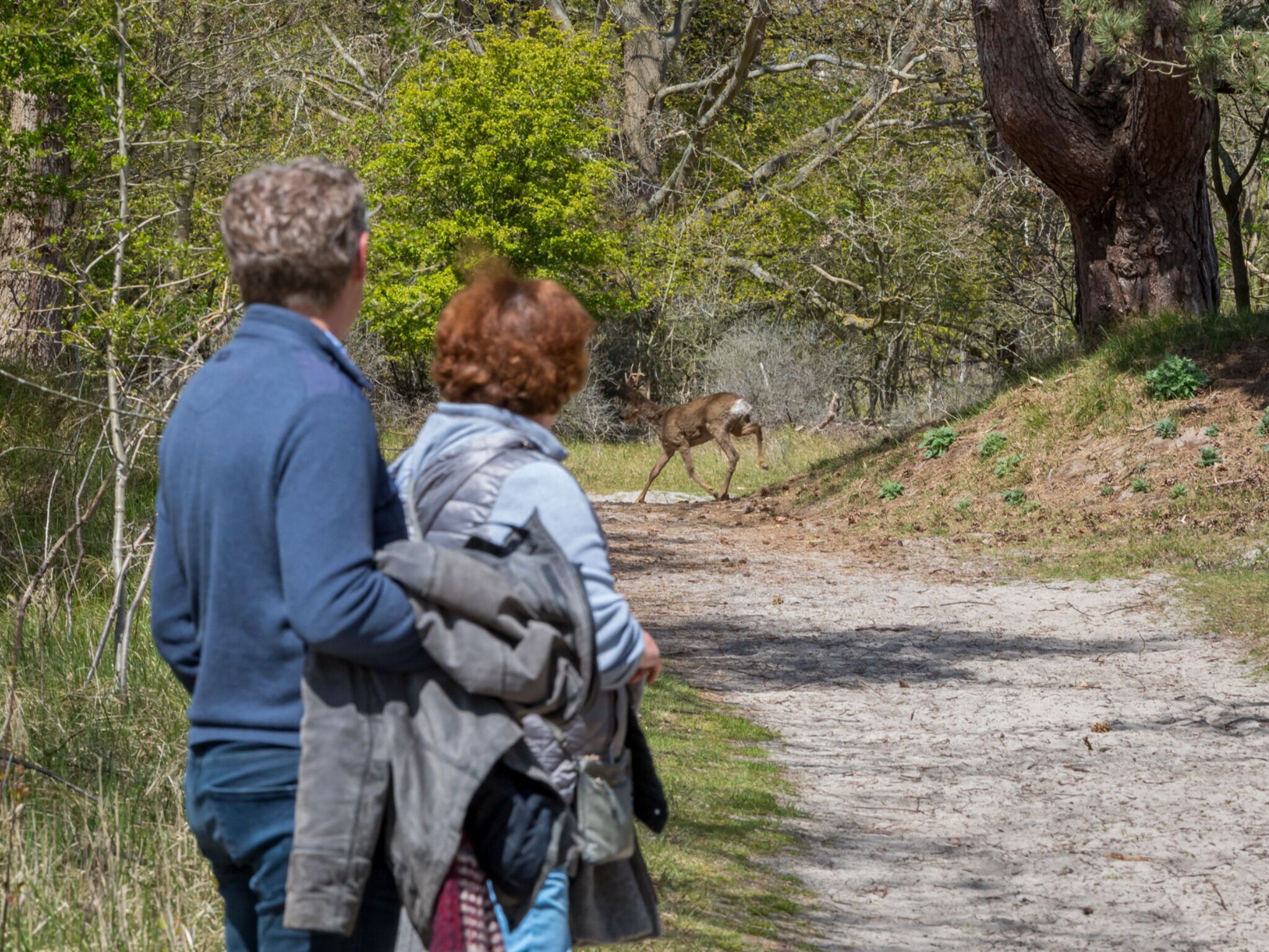 A dirt path in a wooded area with a deer in the distance.